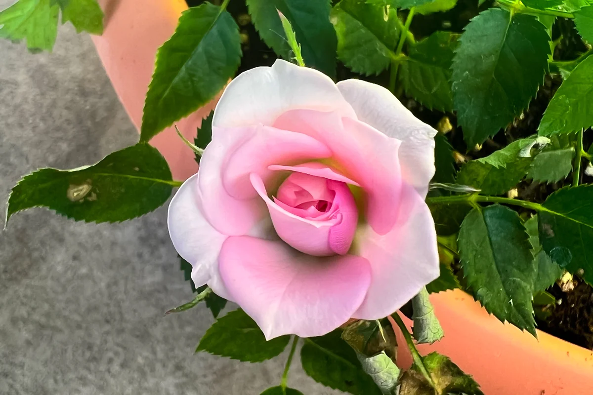 Recent bloom in one of my pots